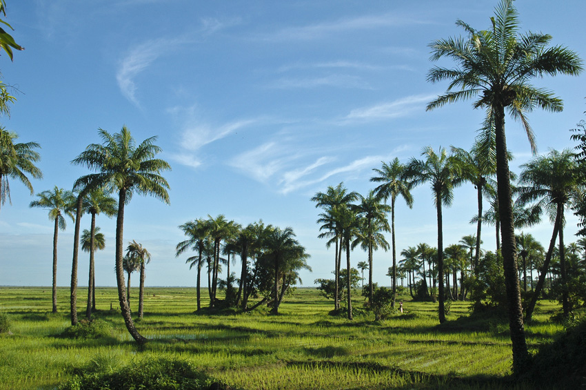 Culture du riz en Casamance