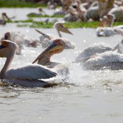 Sur les traces du patrimoine naturel du Sénégal