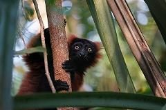 Pourquoi tomber amoureux de Madagascar ?