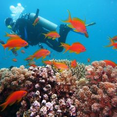 Quels sont les plus beaux spots de plongée en Egypte ?